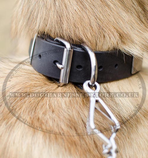 Belgian Tervuren Collar