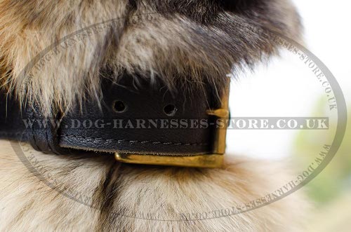 Belgian Tervuren Collar