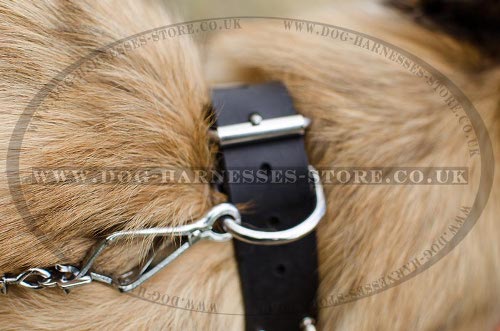 Belgian Tervuren Collar