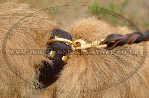 Belgian Tervuren Collar