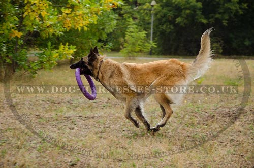 Belgian Tervuren Collar