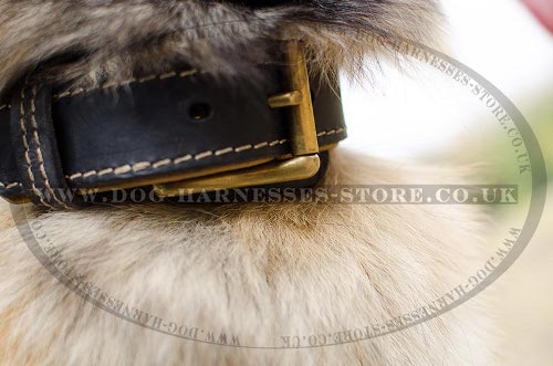 Belgian Tervuren Collar