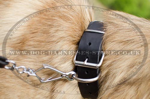 Belgian Tervuren Collar