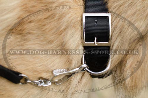 Belgian Tervuren Collar