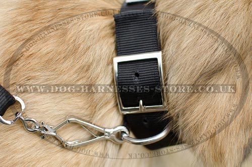 Belgian Tervuren Collar