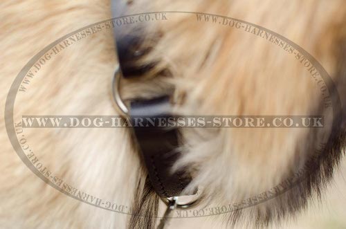 Belgian Tervuren Collars