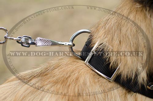 Belgian Tervuren Collars