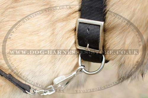 Belgian Tervuren Collars