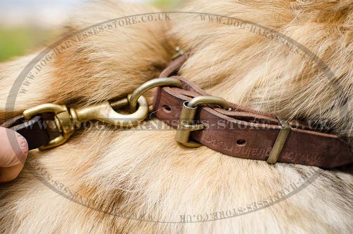 Belgian Tervuren Collars