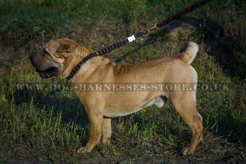 Best Collar and Lead for Shar-Pei