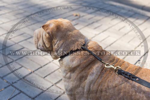 Leather Slip Dog Collar