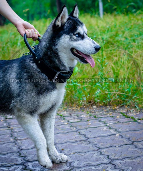 Best Collar for Husky