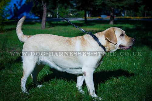 Best Collar for Labrador