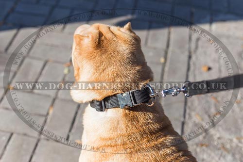 Quick-Release Dog Collar