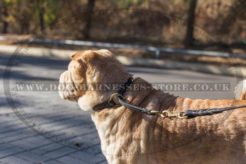 Best Collar for Shar-Pei