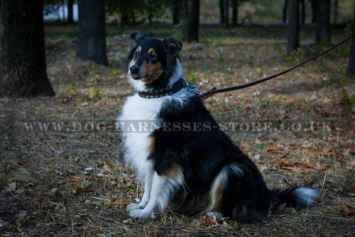 Best Collars for Collie