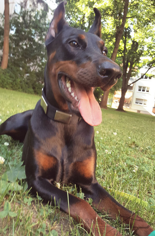 Best Doberman Collar