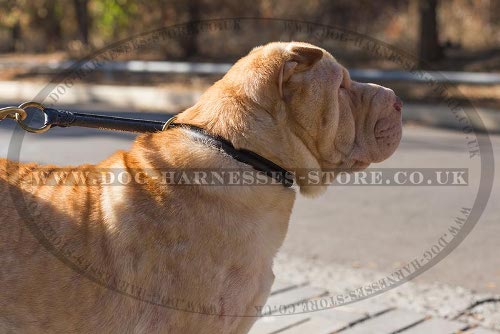 Best Dog Collar for a Shar-Pei