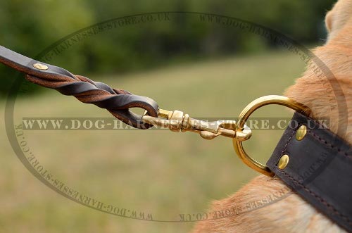 Best Dog Collar for Shar-Pei UK