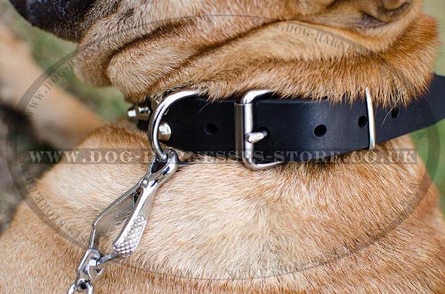 Best Dog Collar for Shar-Pei UK