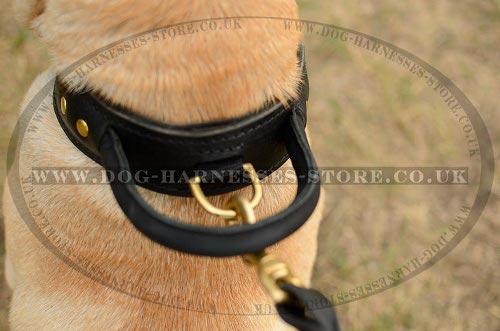 Best Dog Collar for Shar-Pei UK