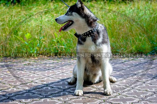 Best Dog Collar Husky