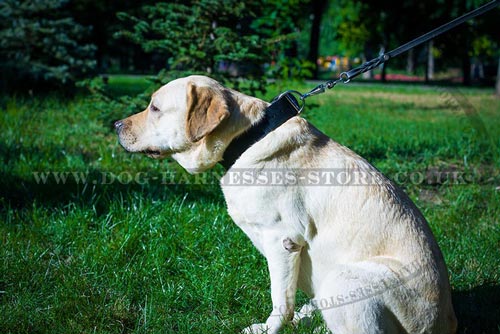 Best Dog Collars for Labs