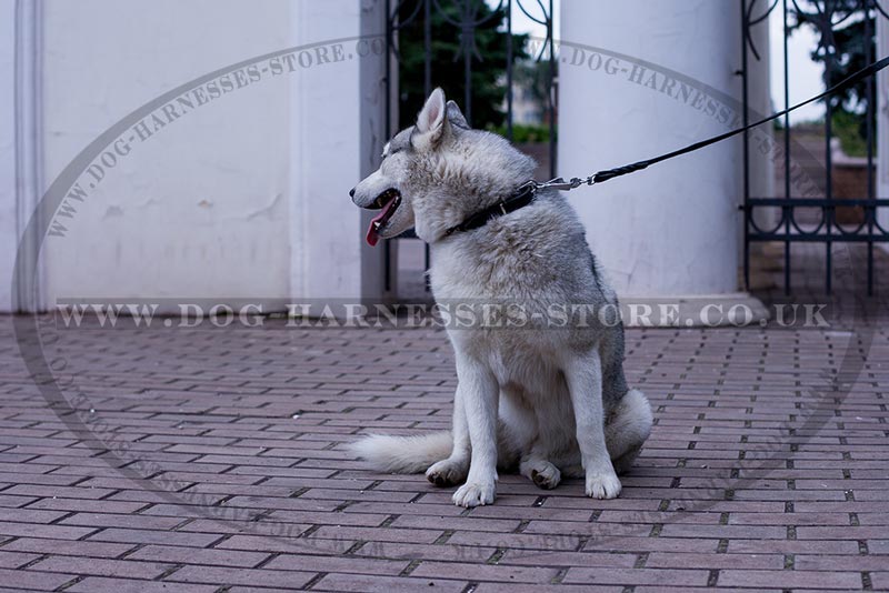 best collar for husky puppy