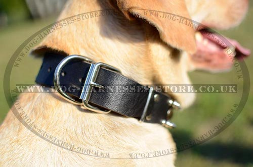 Best Labrador Collar