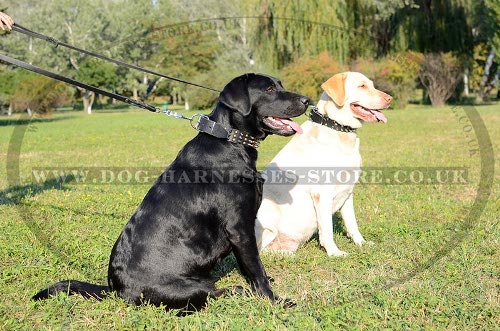 Best Labrador Collar