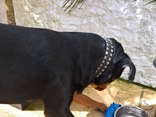 Best Rottweiler Dog Collars