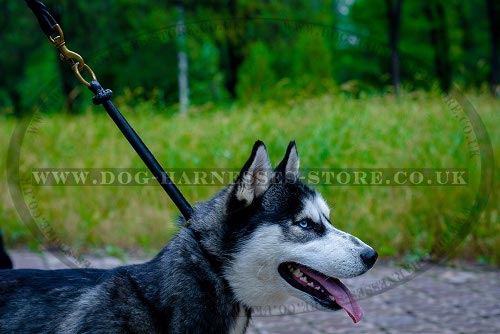 Best Training Collar for a Husky