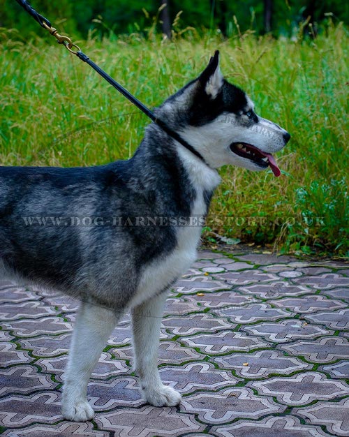 Best Training Collar for a Husky