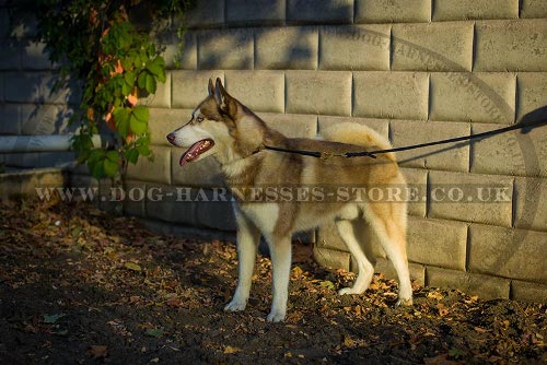 Best Training Collar for Husky