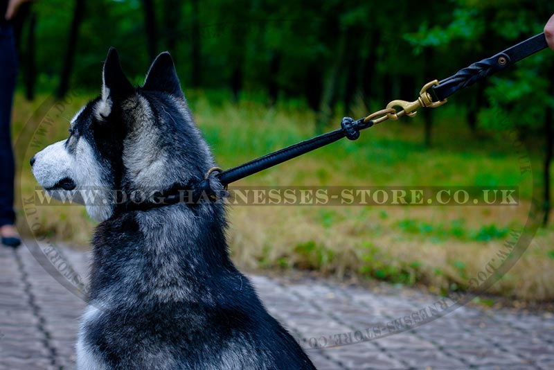 best collar for siberian husky