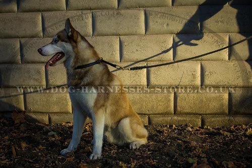 Best Training Collar for Siberian Husky