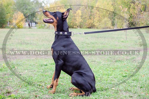 Black Studded Dog Collar