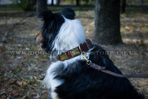 Collie Collars UK