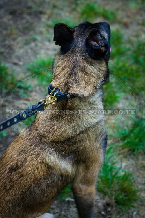 Leather Collar for Belgian Malinois