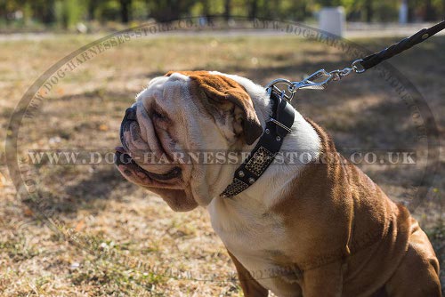 British Bulldog Collar