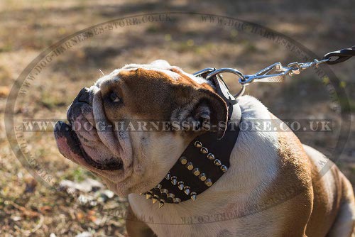 British Bulldog Collar
