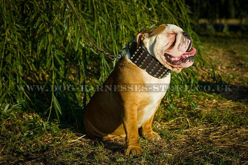 British Bulldog Collars UK