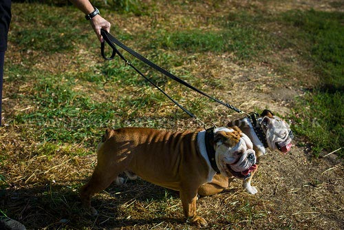 British Bulldog Leather Collar