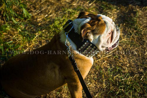 British Bulldog Collar UK