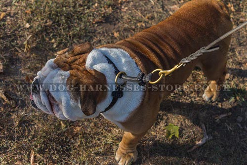 Martingale or Choke Collar