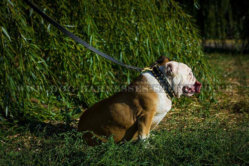 British Bulldog Collar UK