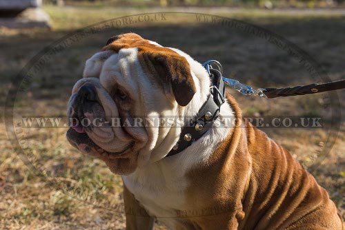 Btitish Bulldog Collar UK