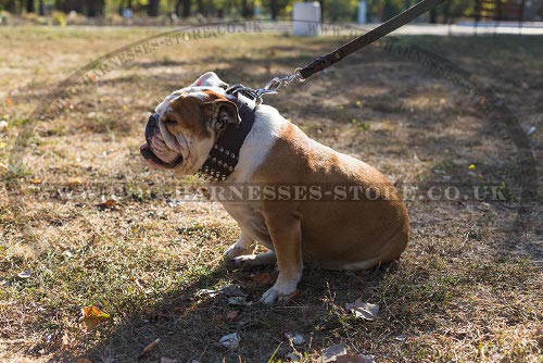 British Bulldog Collar UK