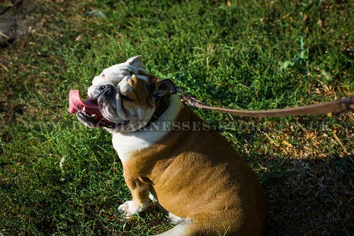 British Bulldog Collar UK