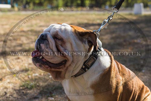 British Bulldog Collars